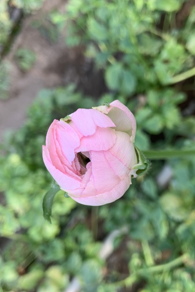 Un'anteprima delle splendide fioriture di ranuncoli di questa stagione