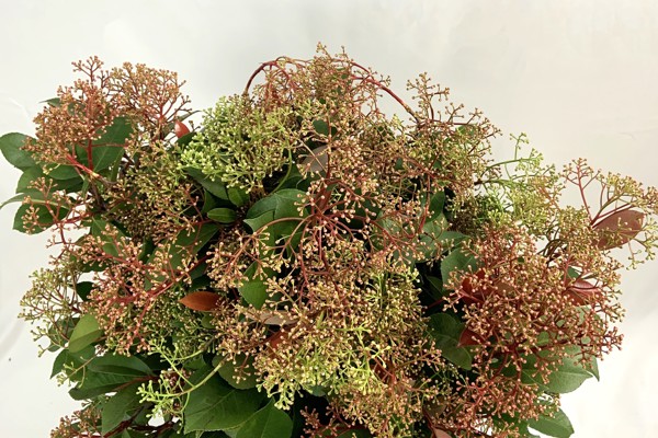 Fotinia Fiorita