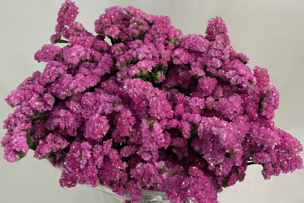 Cyclamen