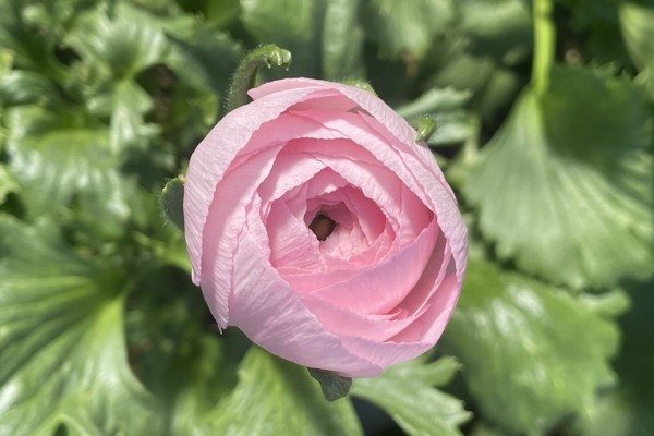 The Secret Behind the Quality of Our Flowers: Fertile Lands and Perfect Mediterranean Climate