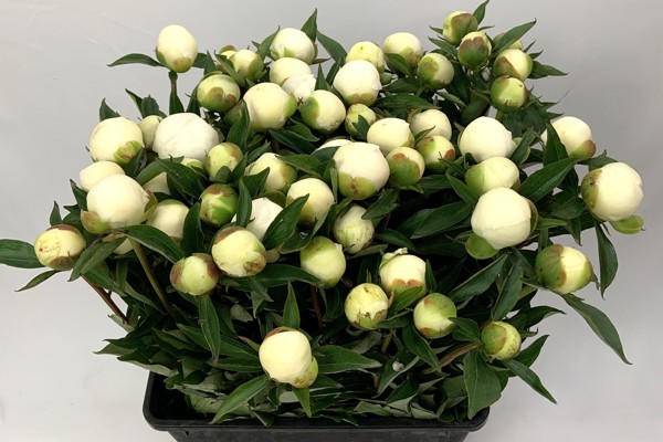 Duchesse