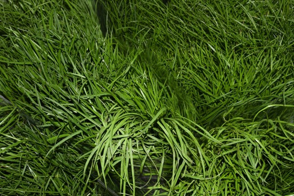 Erba Corallo