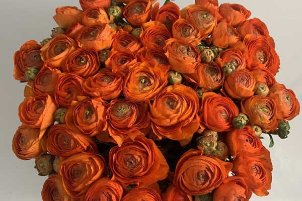 ARancione