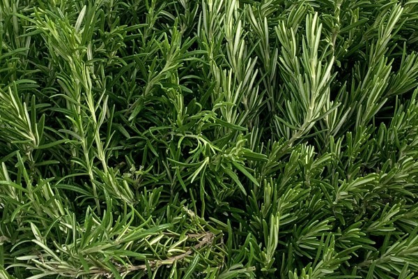 Rosmarino