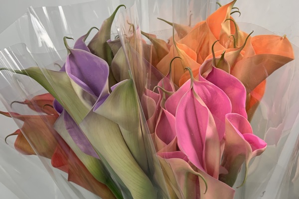 Coloured Callas