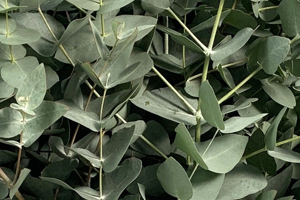 Cinerea 1 M