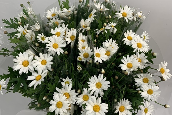 White daisies
