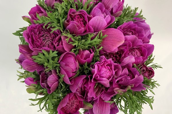 Cyclamen