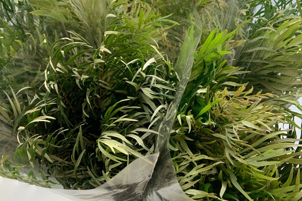 Grevillea Selvatica