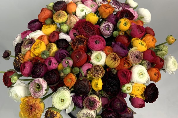 Multi-colour