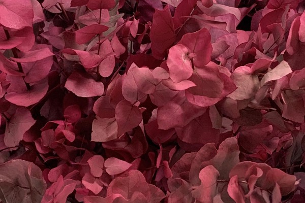 Cyclamen