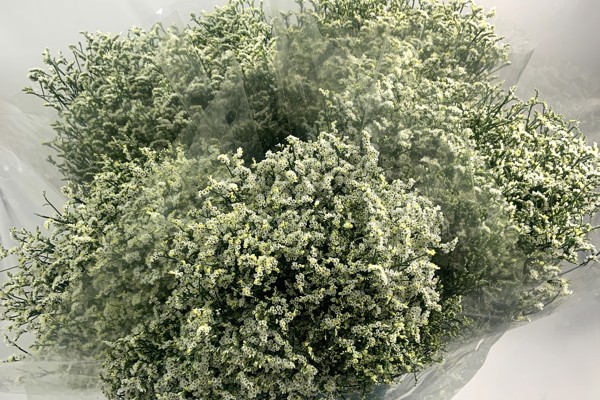 Limonium JOY Bianco