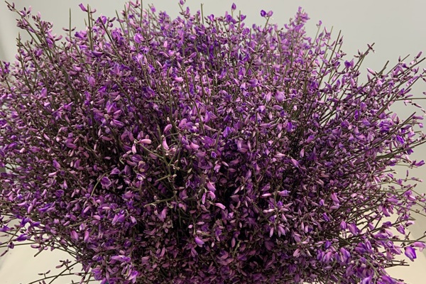 Viola