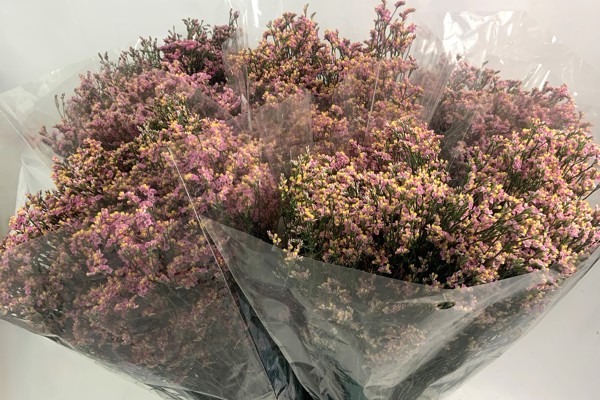 Limonium JOY Rosa