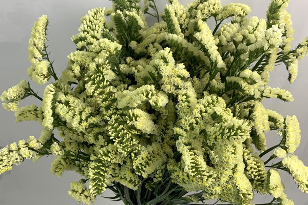 Cream
