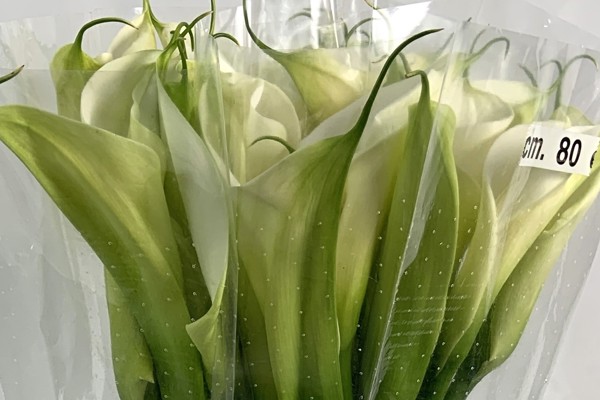 White Calla Lily