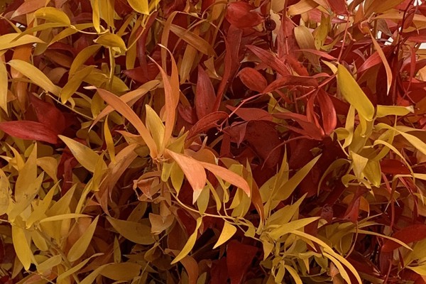 Autumn