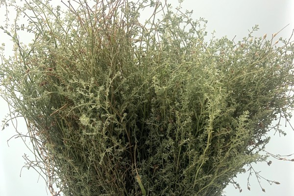 Wild Thyme