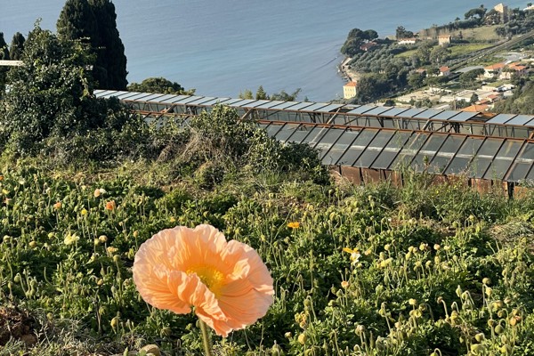Un viaggio incantato nei campi di papaveri dei nostri coltivatori