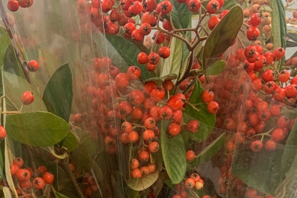 Cotoneaster