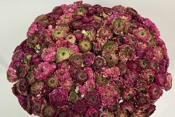 Rosa scuro
