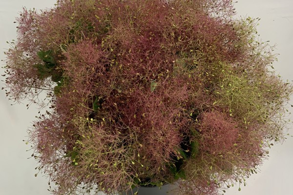 Cotinus