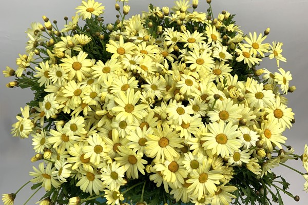 Yellow daisies