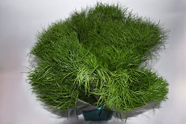 Wild Grass