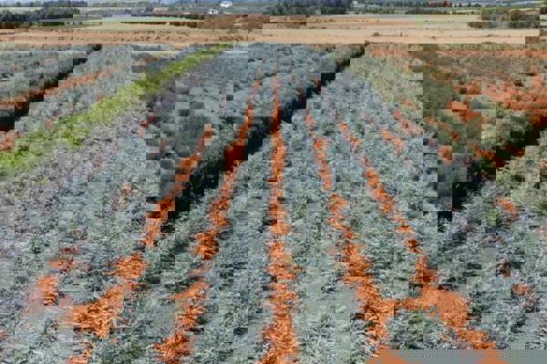 Oasi Biologica: Fogliame di Alta Qualità dalla Toscana