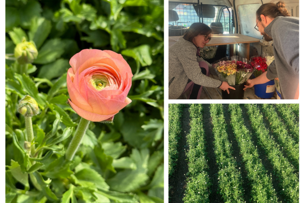 L'Armonia tra tradizione e passione racchiusa in un fiore